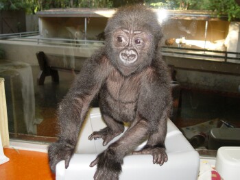 Bangori Baby Western Lowland Gorilla